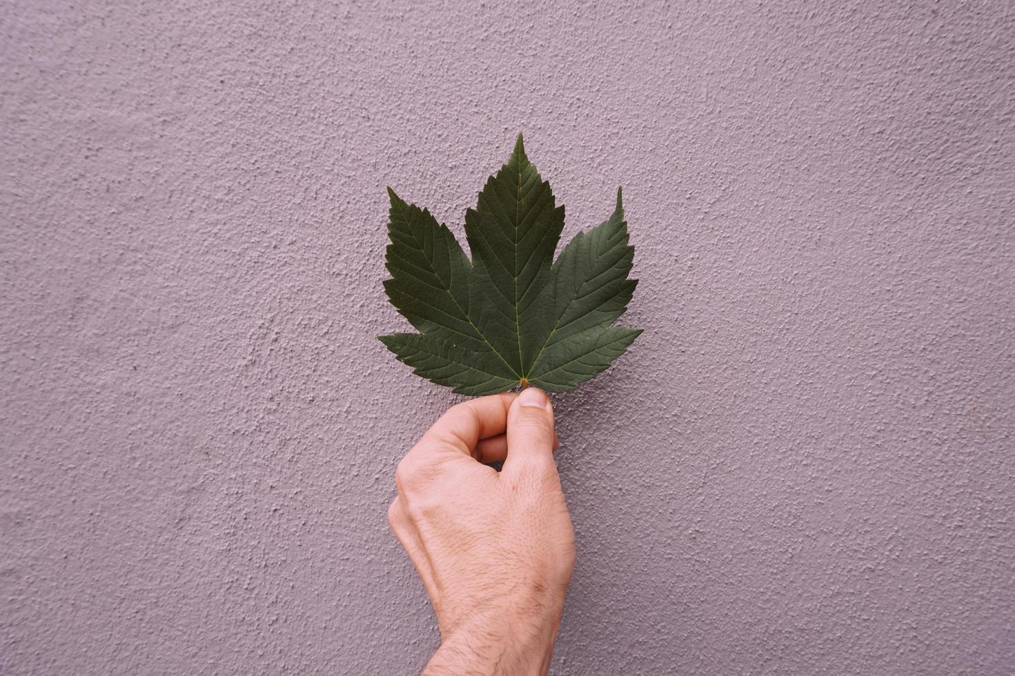 hand holding a leaf photo