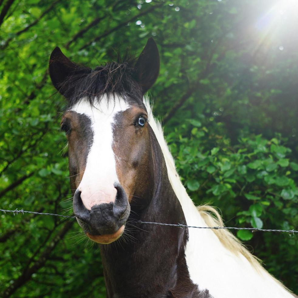 Hermoso retrato de caballo marrón en la pradera foto