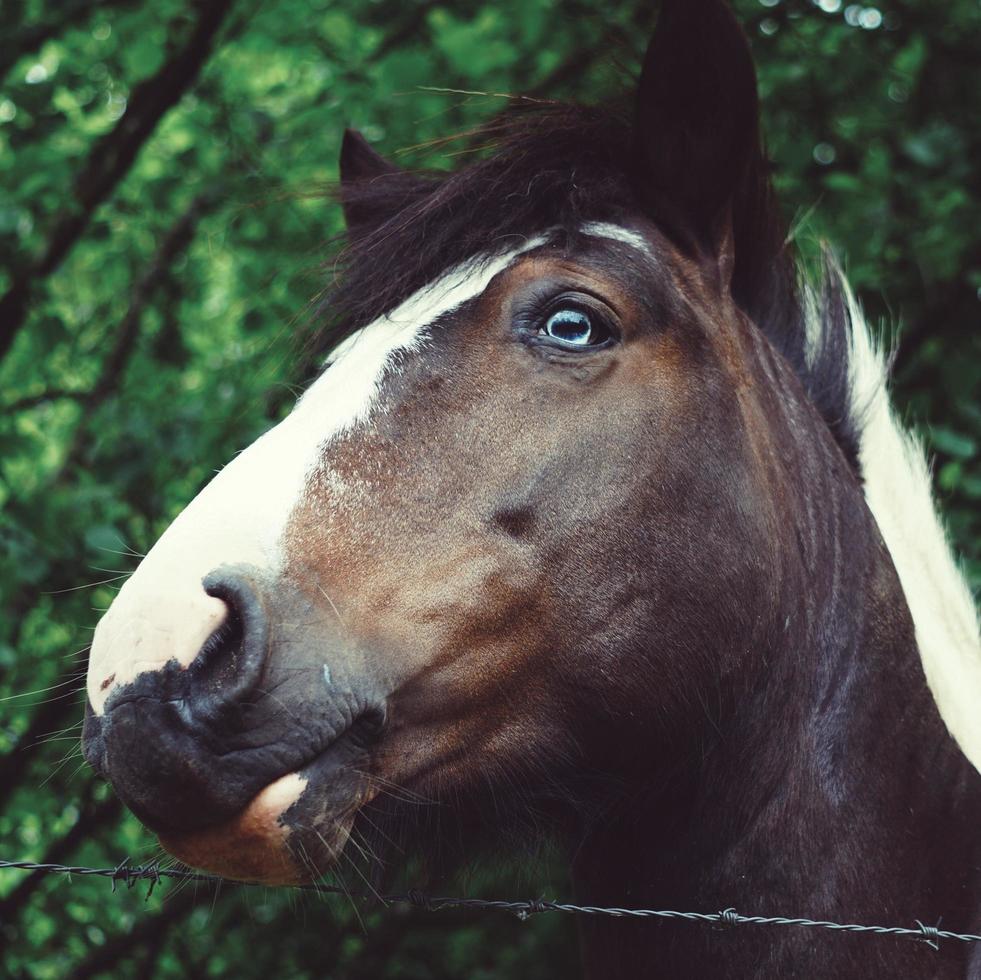 Hermoso retrato de caballo marrón en la pradera foto