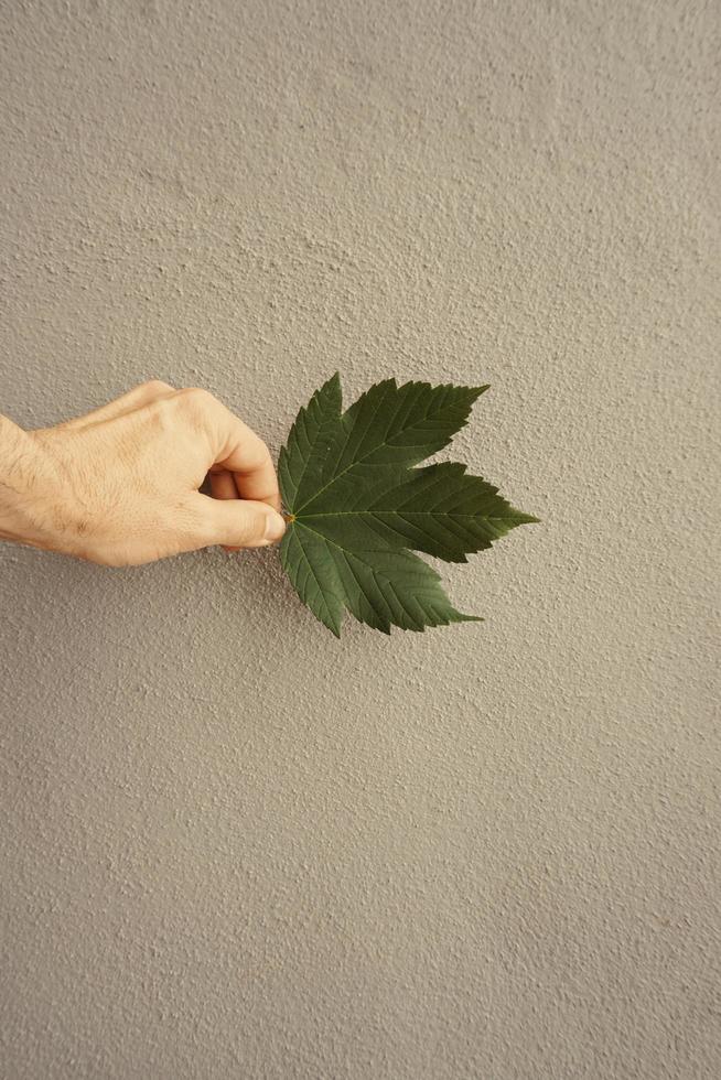 hand holding a leaf photo