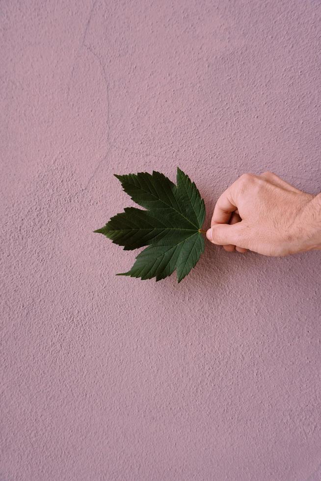 hand holding a leaf photo