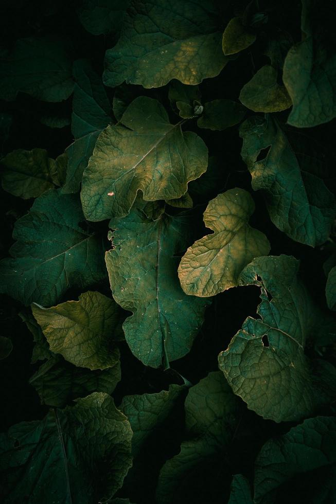 hojas de plantas verdes en la naturaleza en primavera foto