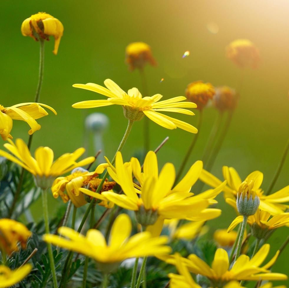 beautiful yellow flowers in the garden in springseason photo