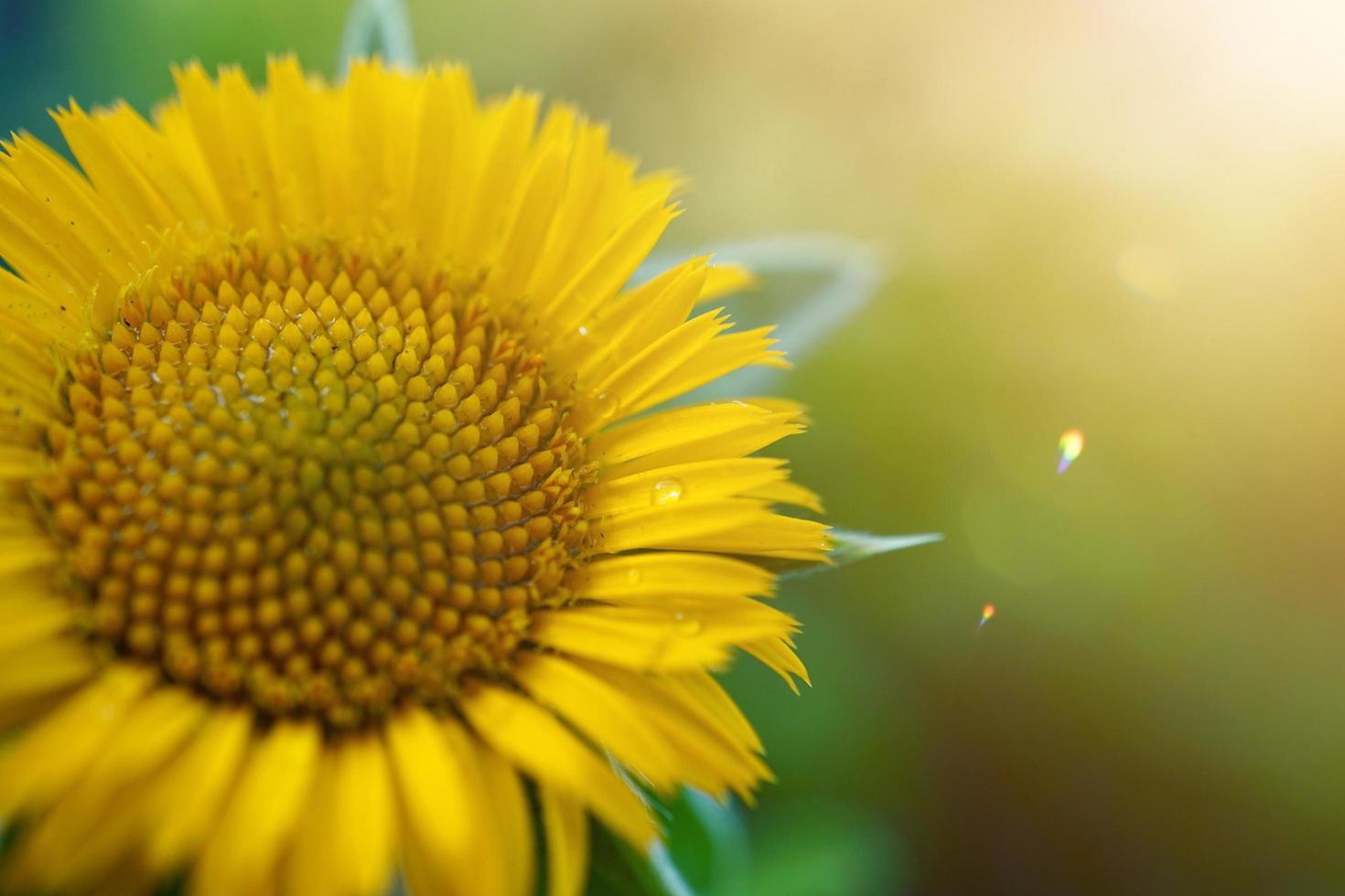 beautiful yellow flowers in the garden in springseason photo