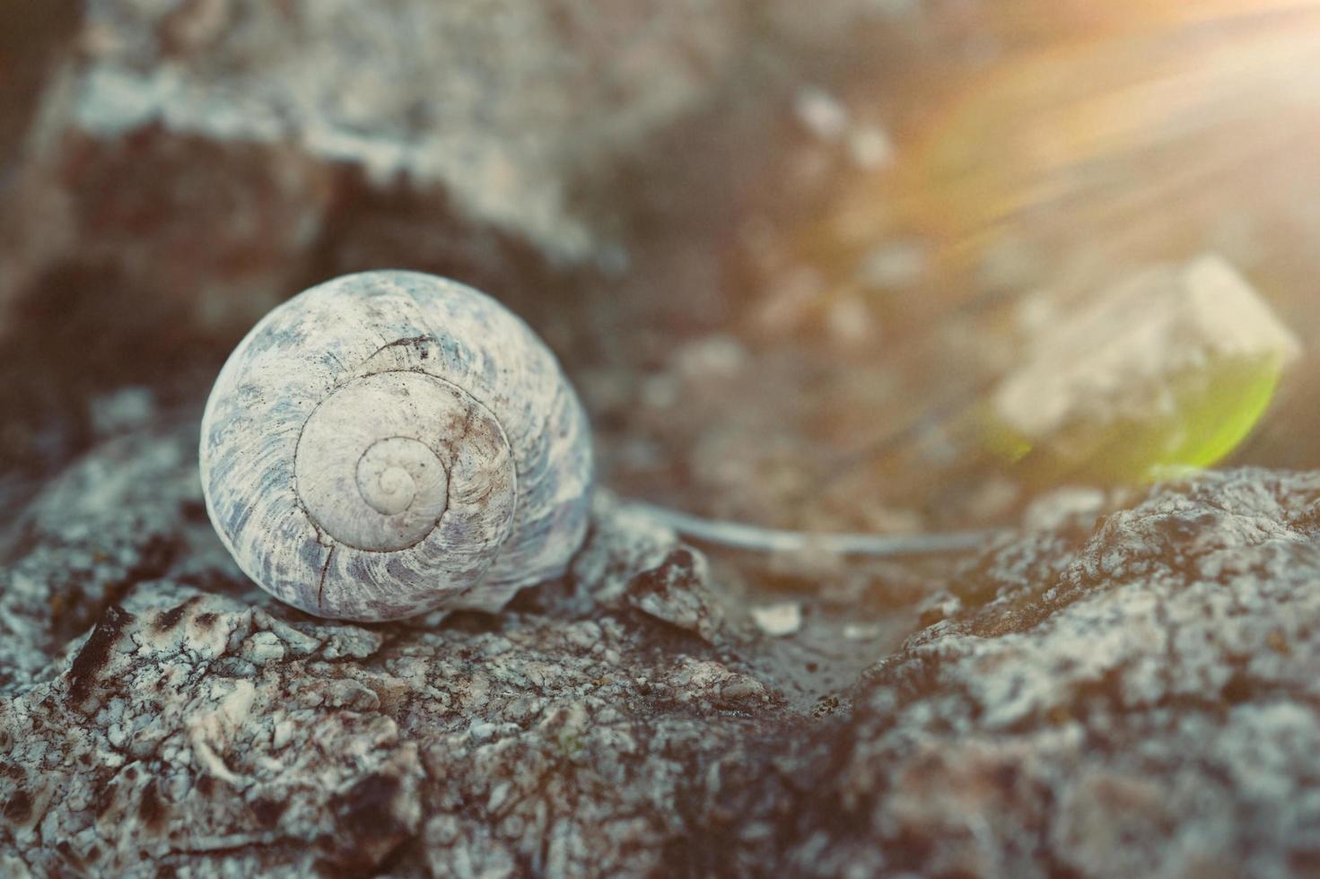 little snail in the nature photo