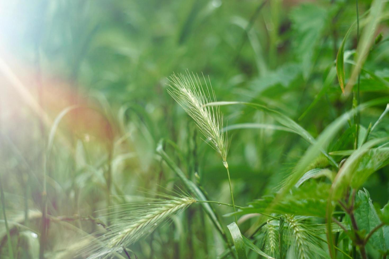 green plants in the nature in spring season green background photo