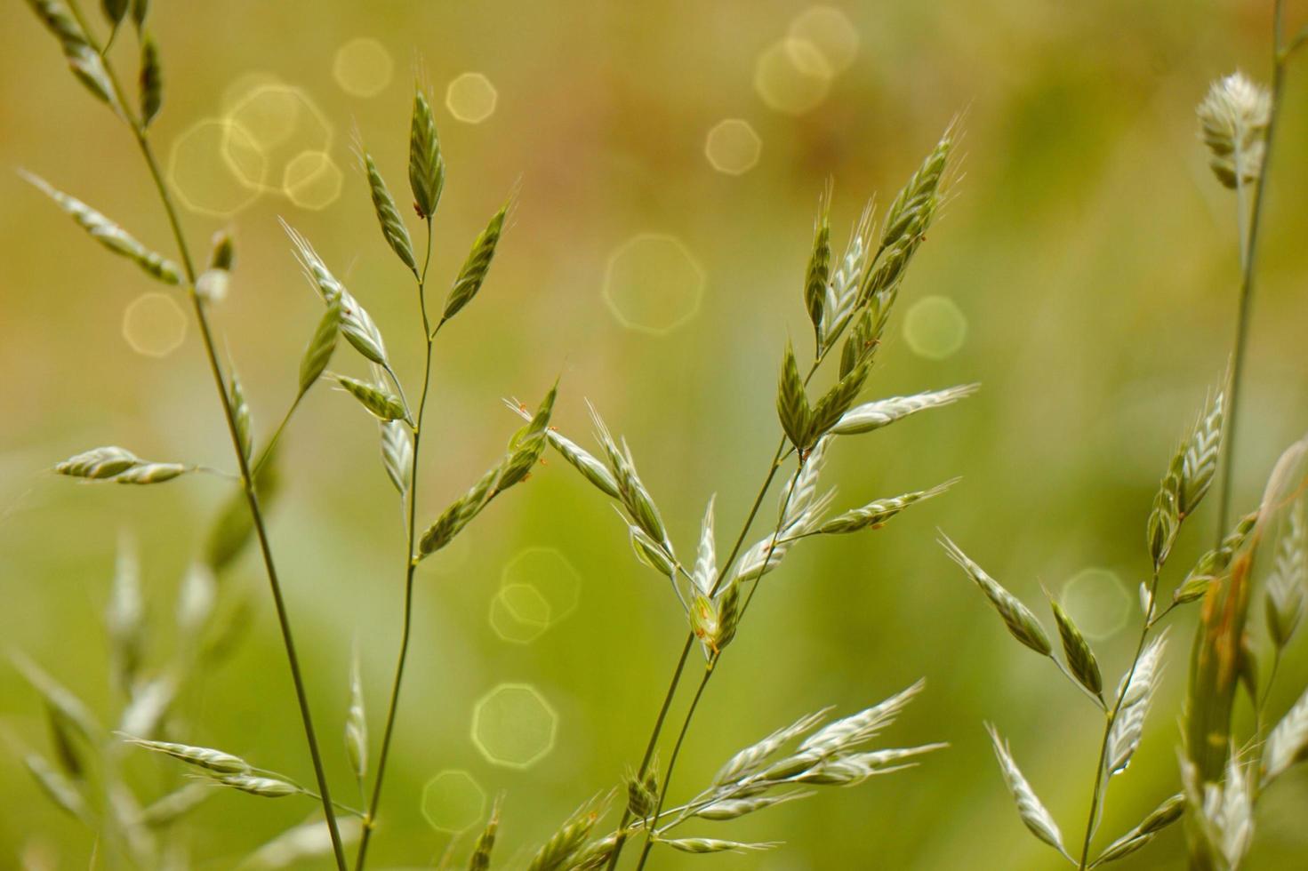 plantas verdes en la naturaleza en la temporada de primavera fondo verde foto