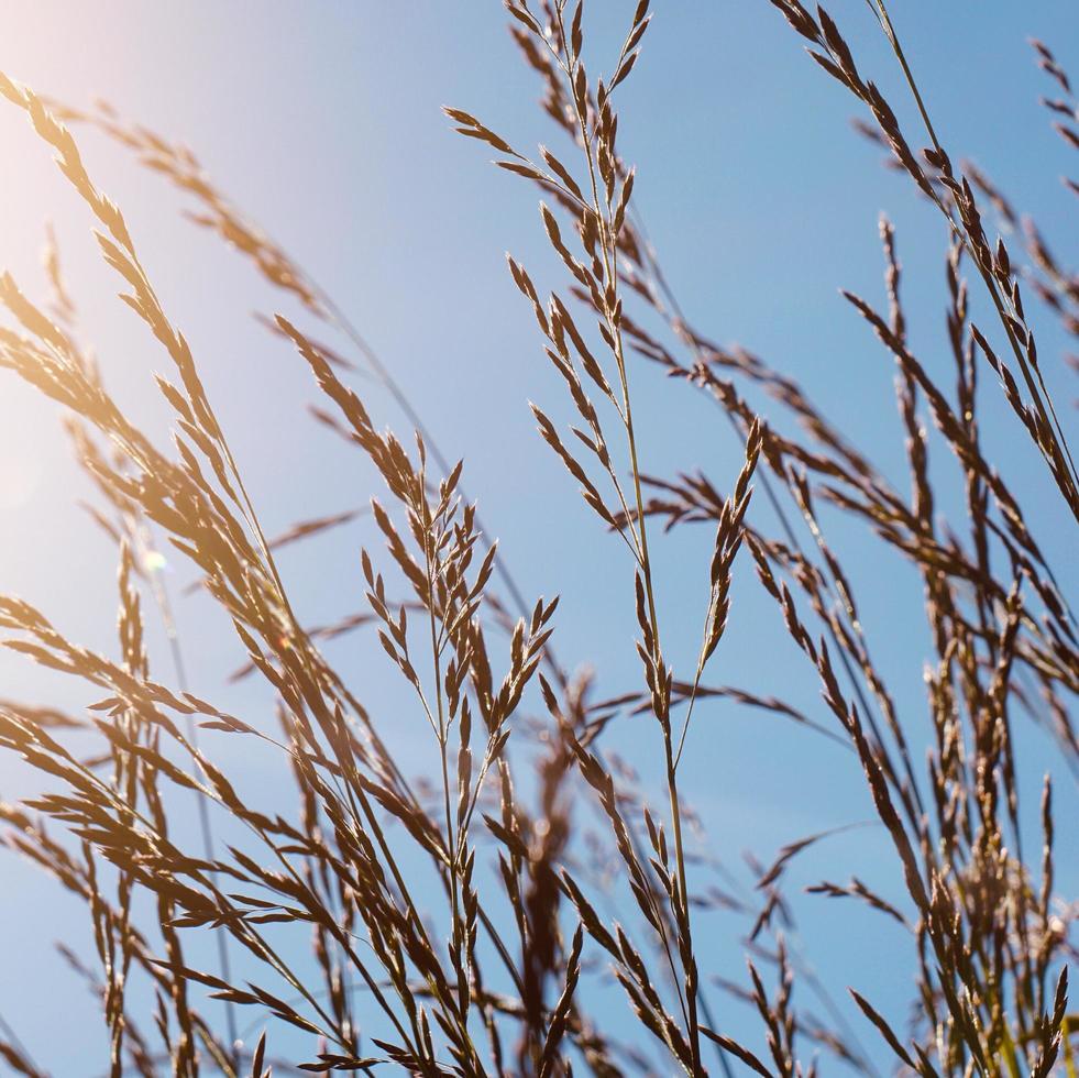 plants silhouette in the nature in springtime photo