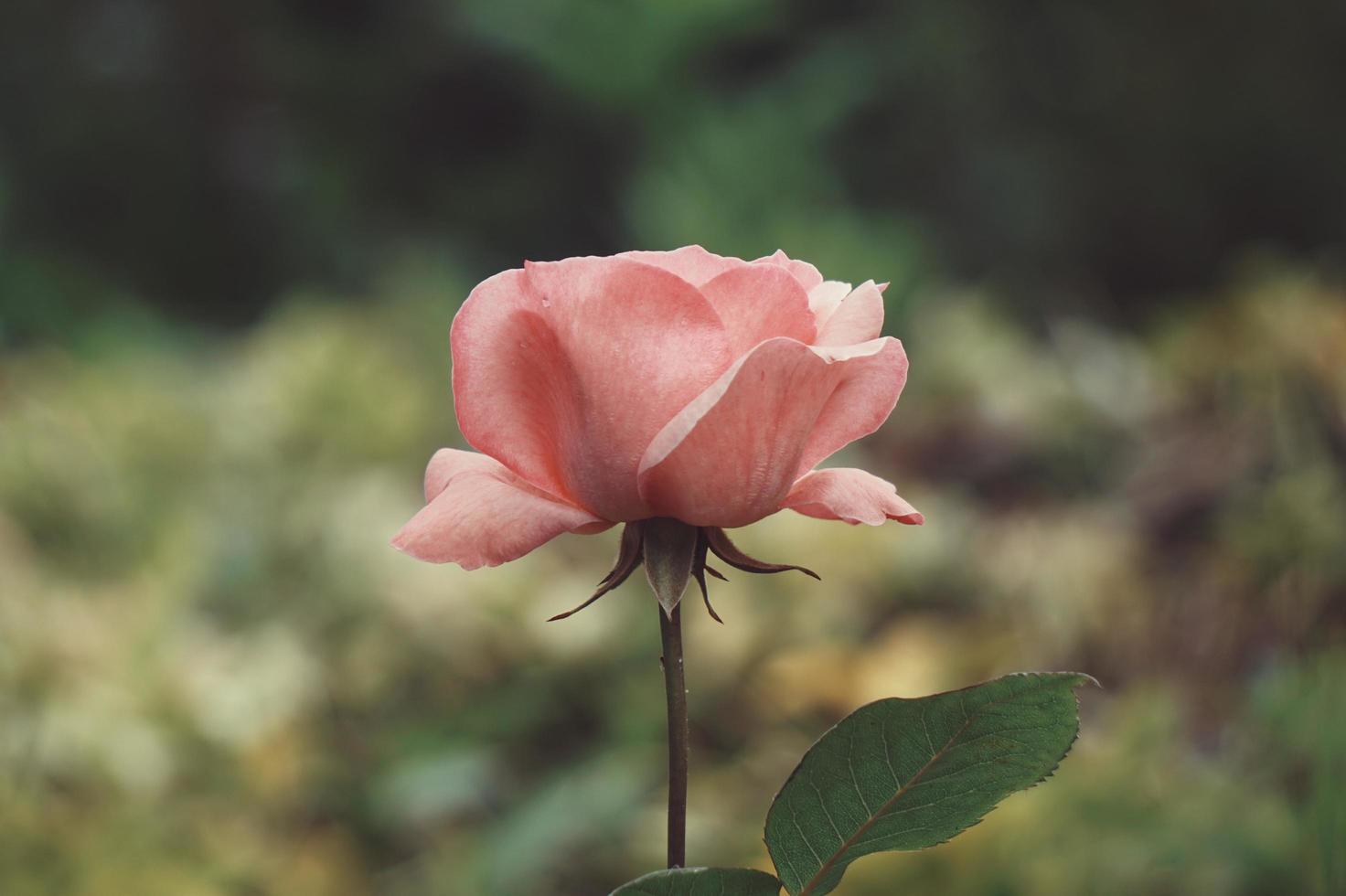 romantic pink rose flower in the garden in spring season photo