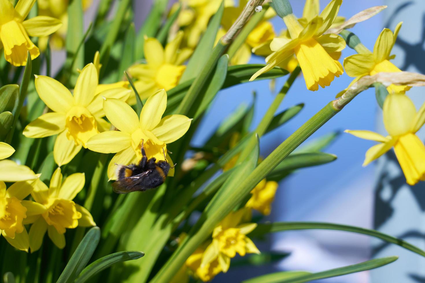 abejorro poliniza narciso amarillo al aire libre en el parque foto