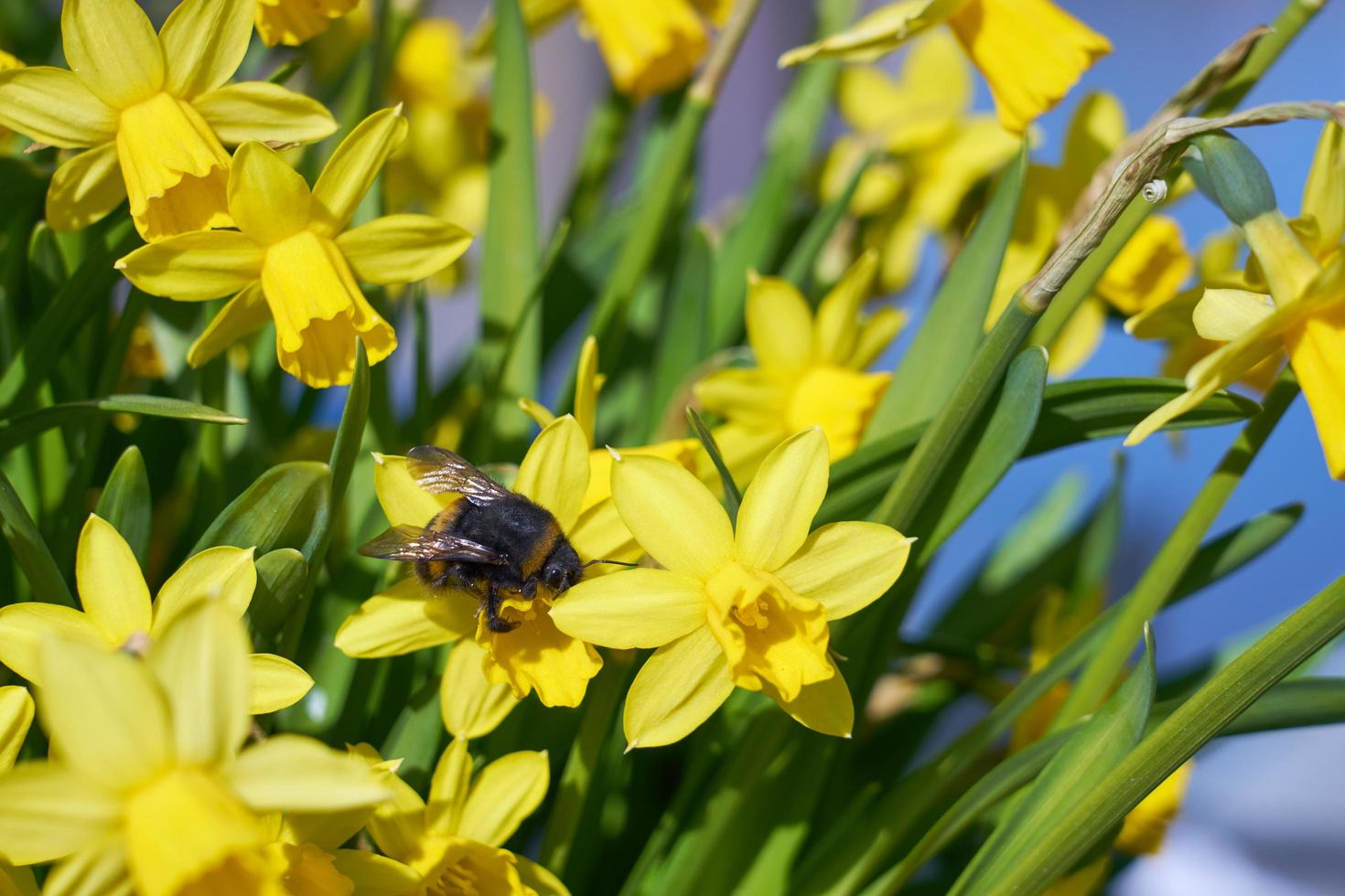 Bumblebee pollinates yellow narcissus outdoor in park photo