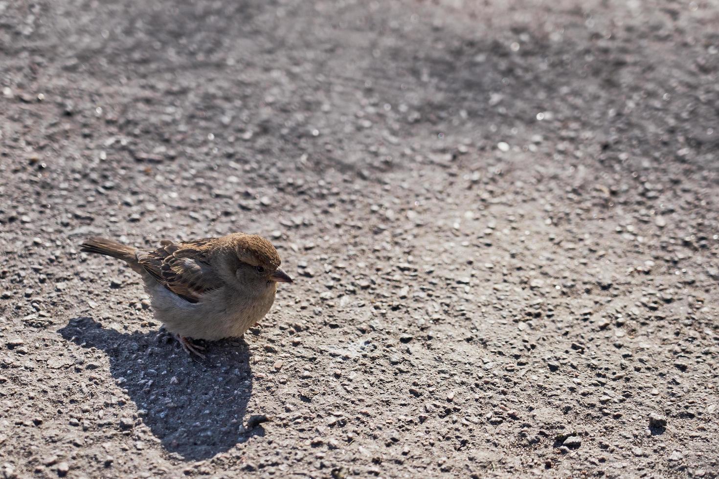 An urban sparrow on the ground in the sun photo