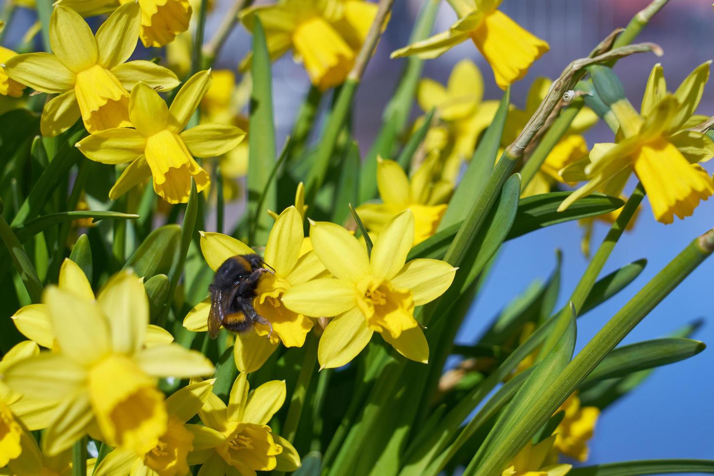 Bumblebee pollinates yellow narcissus outdoor in park photo