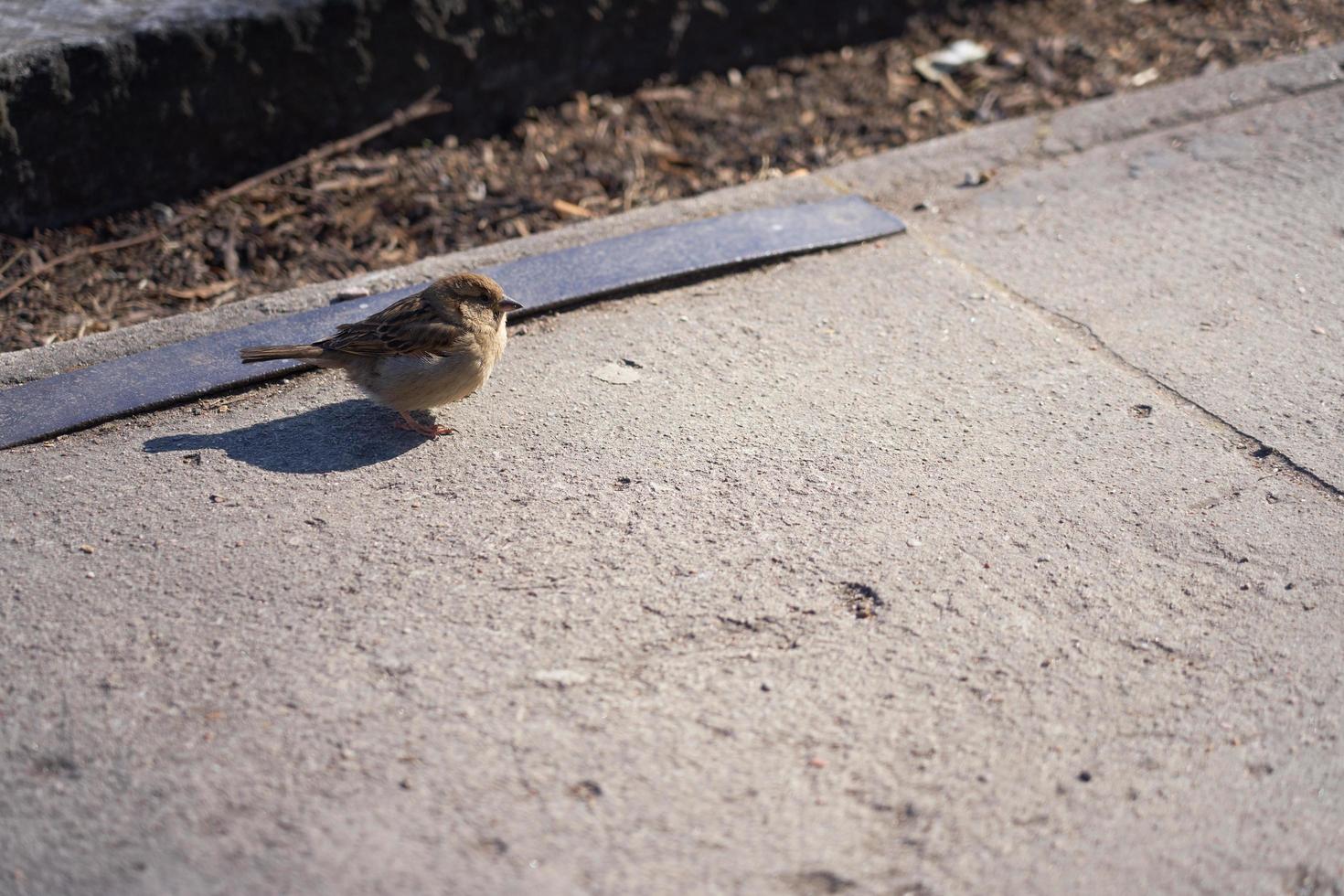 An urban sparrow on the ground in the sun photo