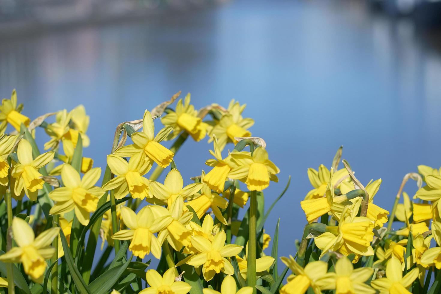 Yellow narcissus against a blurred river on background photo