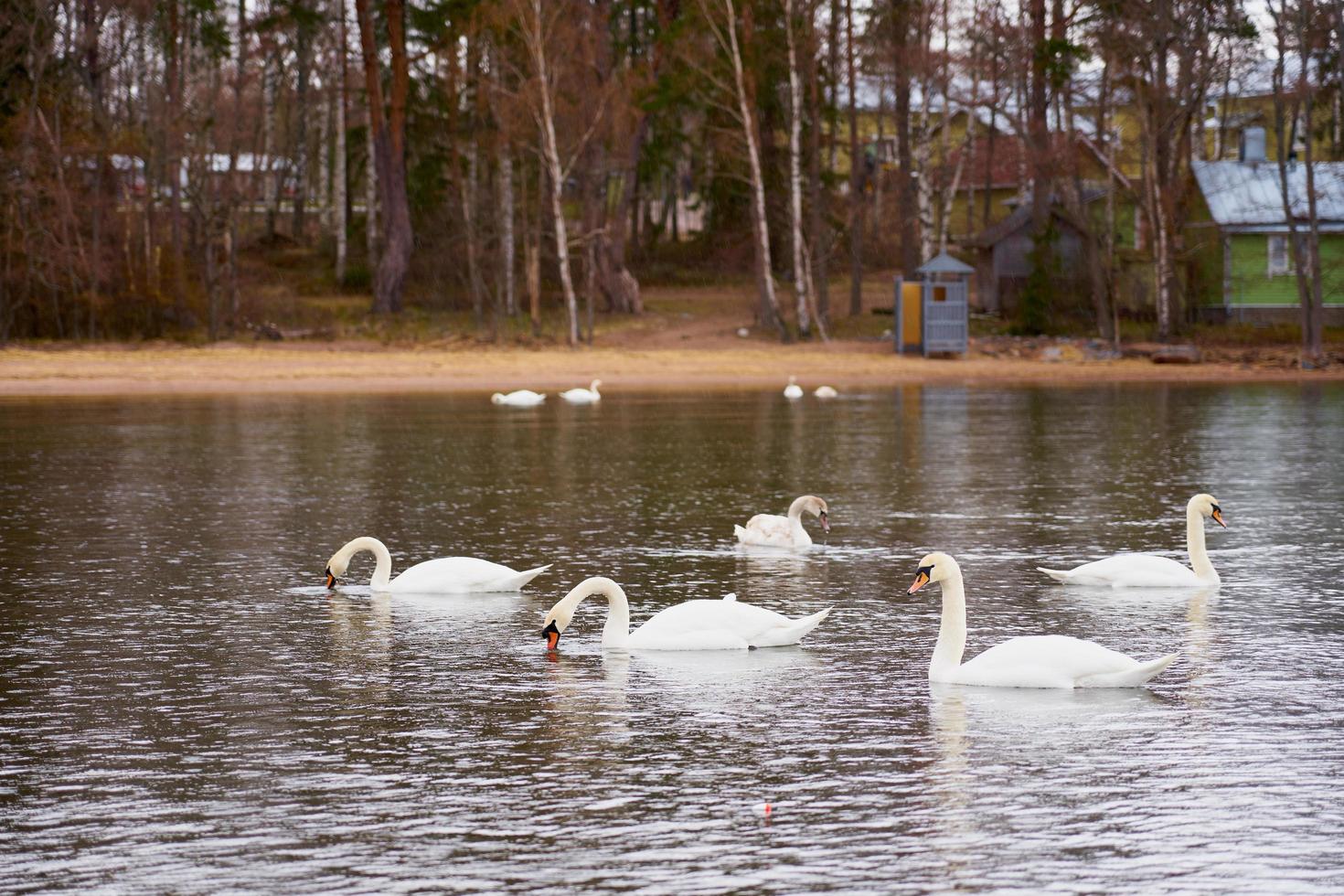 Familia de cisnes blancos en la costa del mar Báltico en Finlandia foto