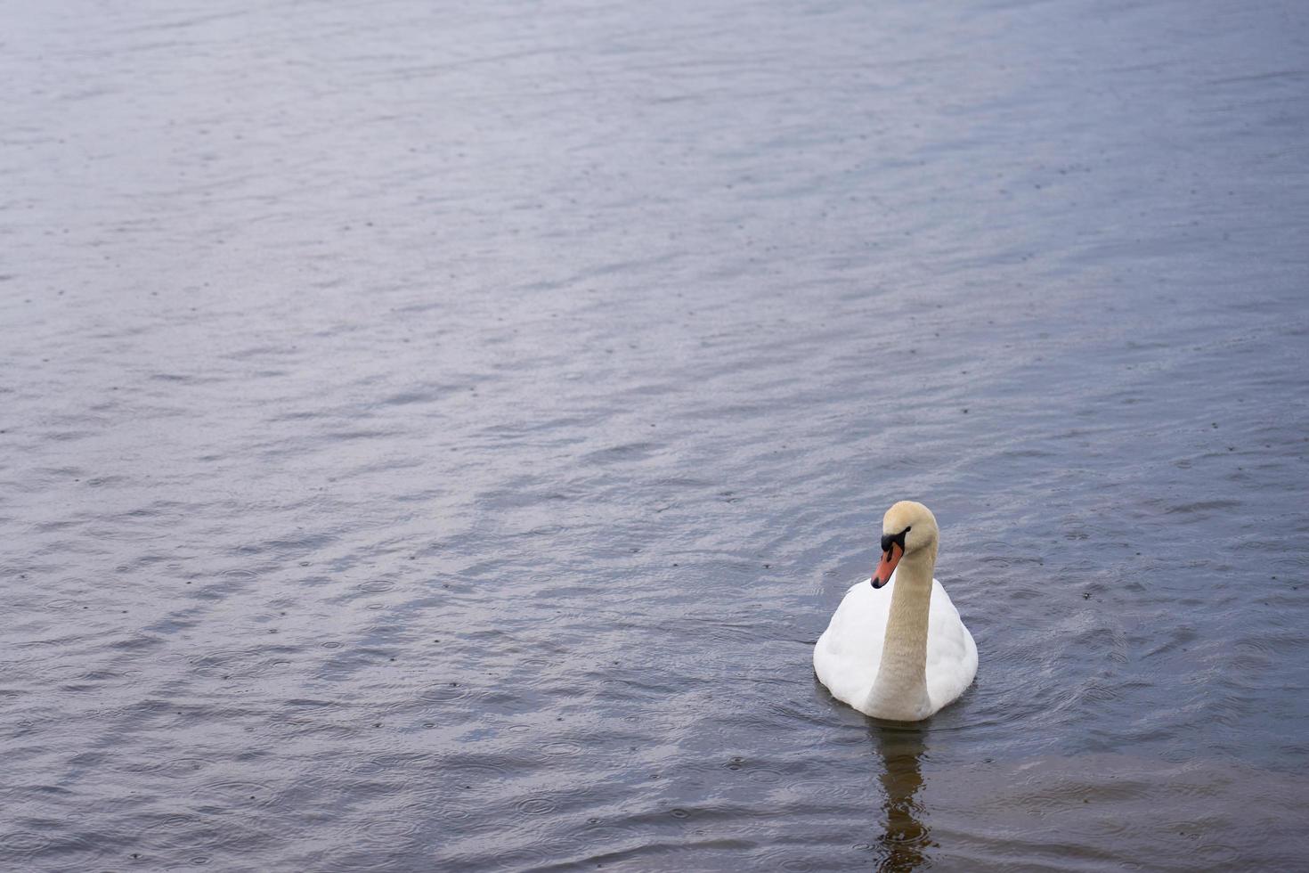 Cisne blanco en la costa del mar Báltico en Finlandia foto