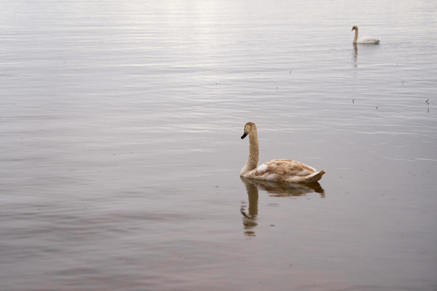 White swan on the Baltic Sea coast in Finland photo