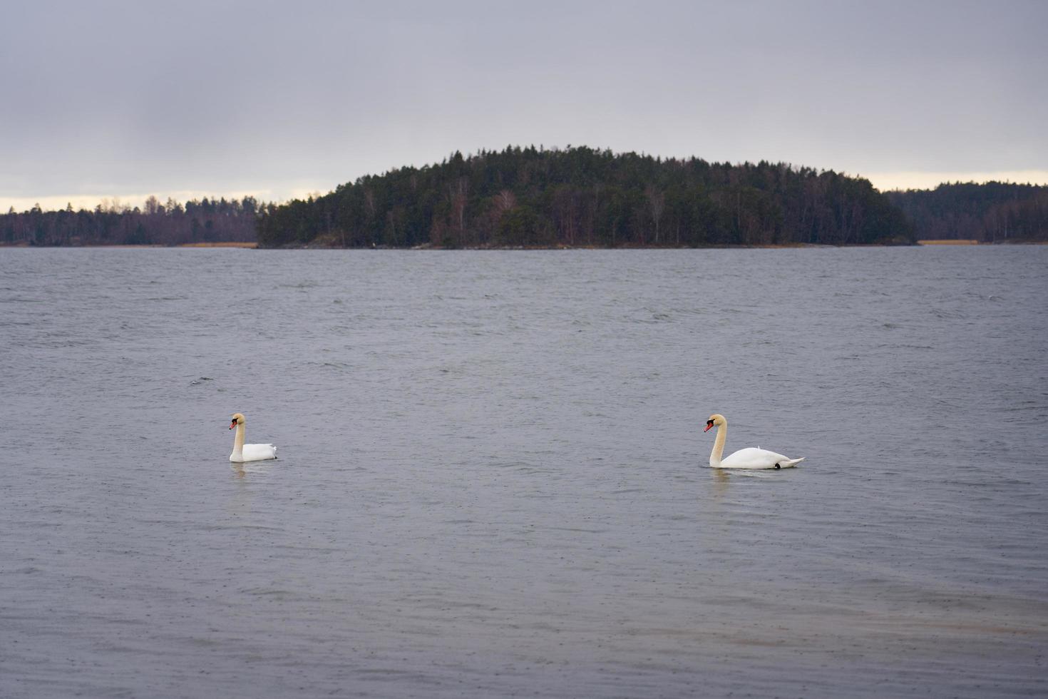 Familia de cisnes blancos en la costa del mar Báltico en Finlandia foto