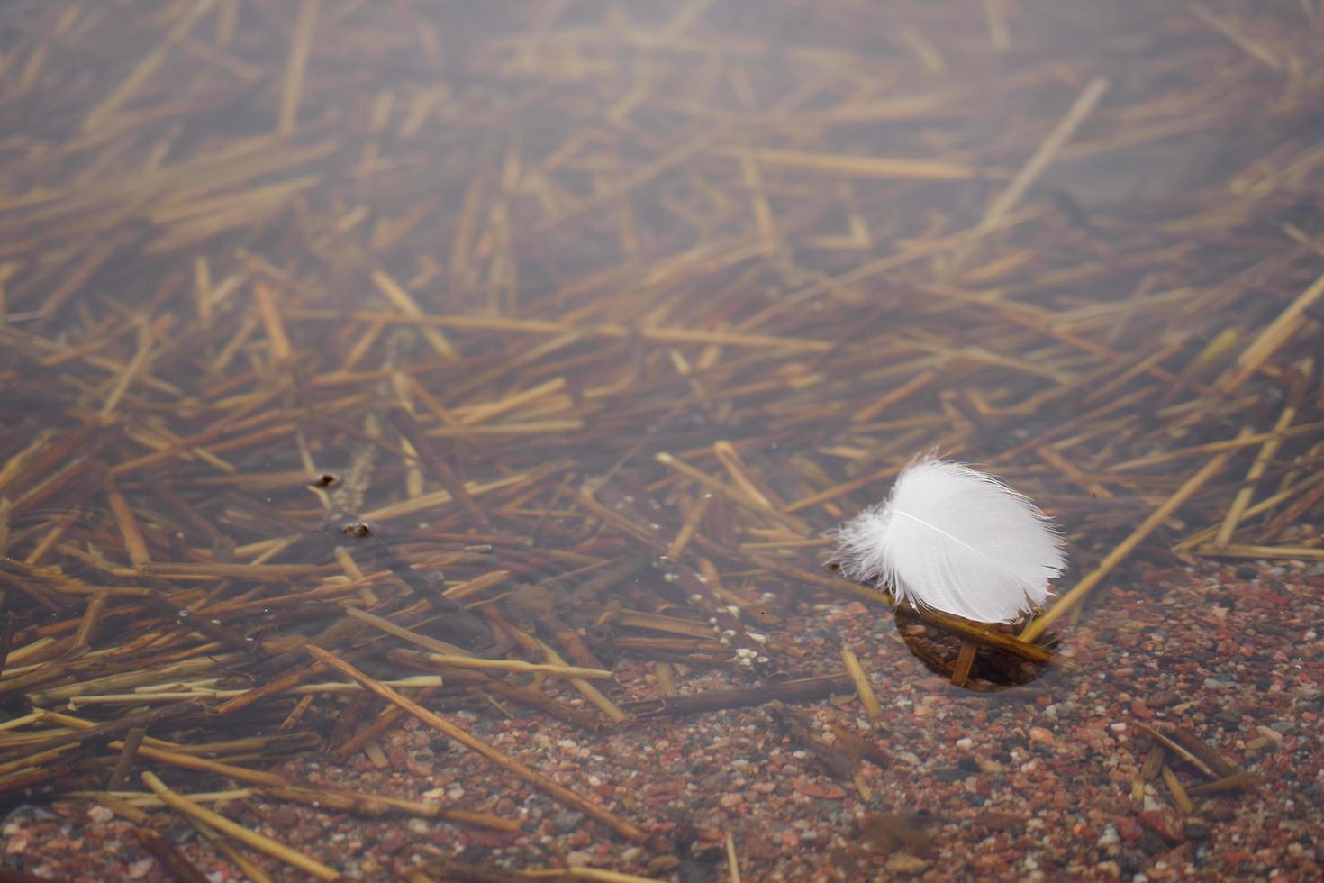 White swan feather in the water with space for text photo