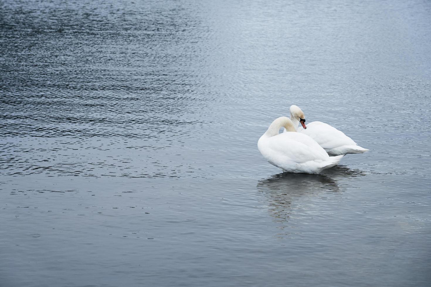 Familia de cisnes blancos en la costa del mar Báltico en Finlandia foto