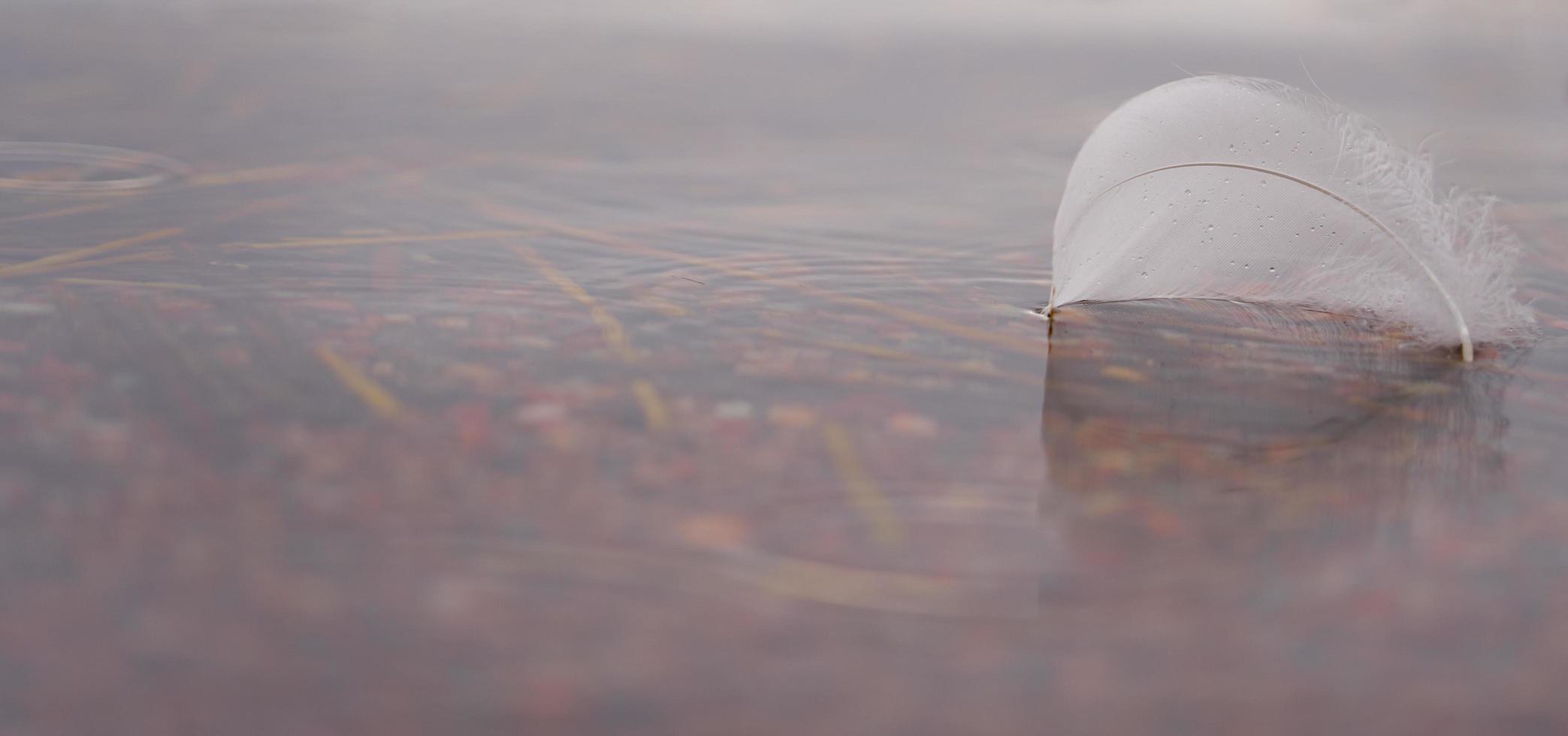 White swan feather in the water with space for text photo