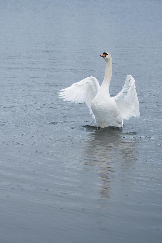 Cisne blanco en la costa del mar Báltico en Finlandia foto