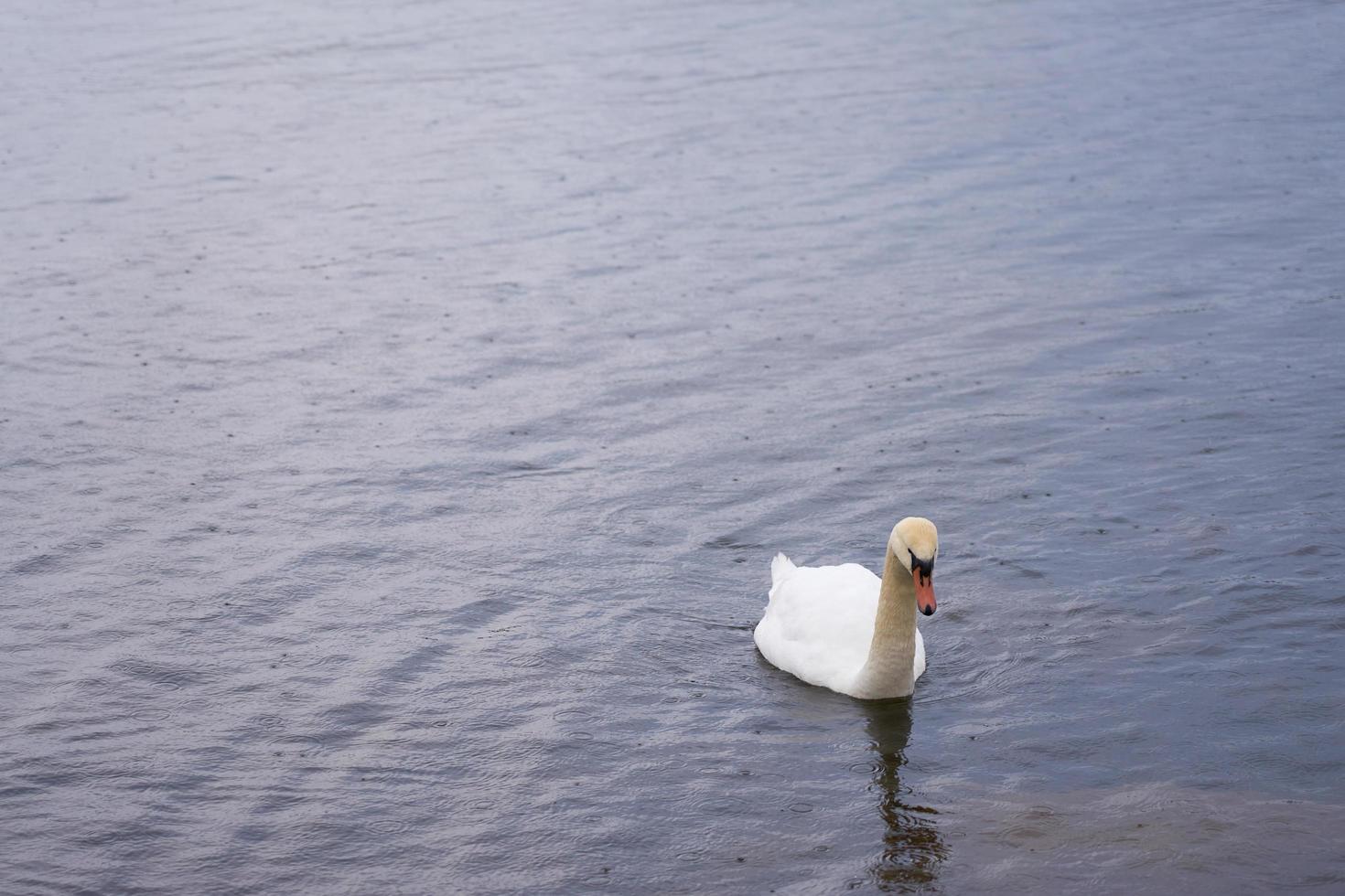 Cisne blanco en la costa del mar Báltico en Finlandia foto