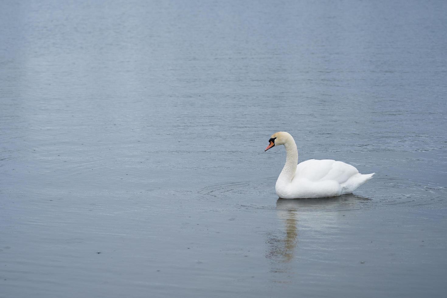 Cisne blanco en la costa del mar Báltico en Finlandia foto