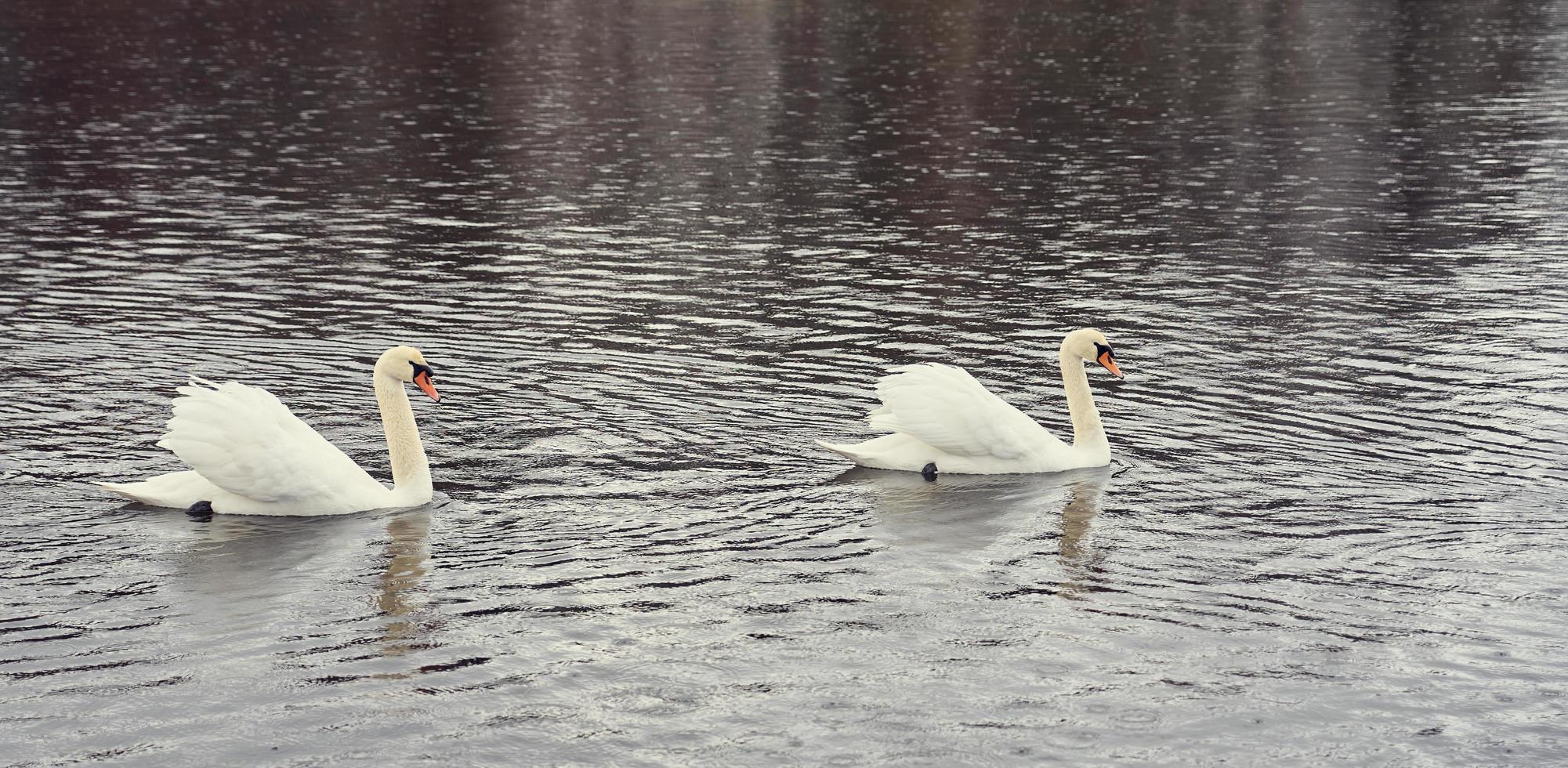 Familia de cisnes blancos en la costa del mar Báltico en Finlandia foto