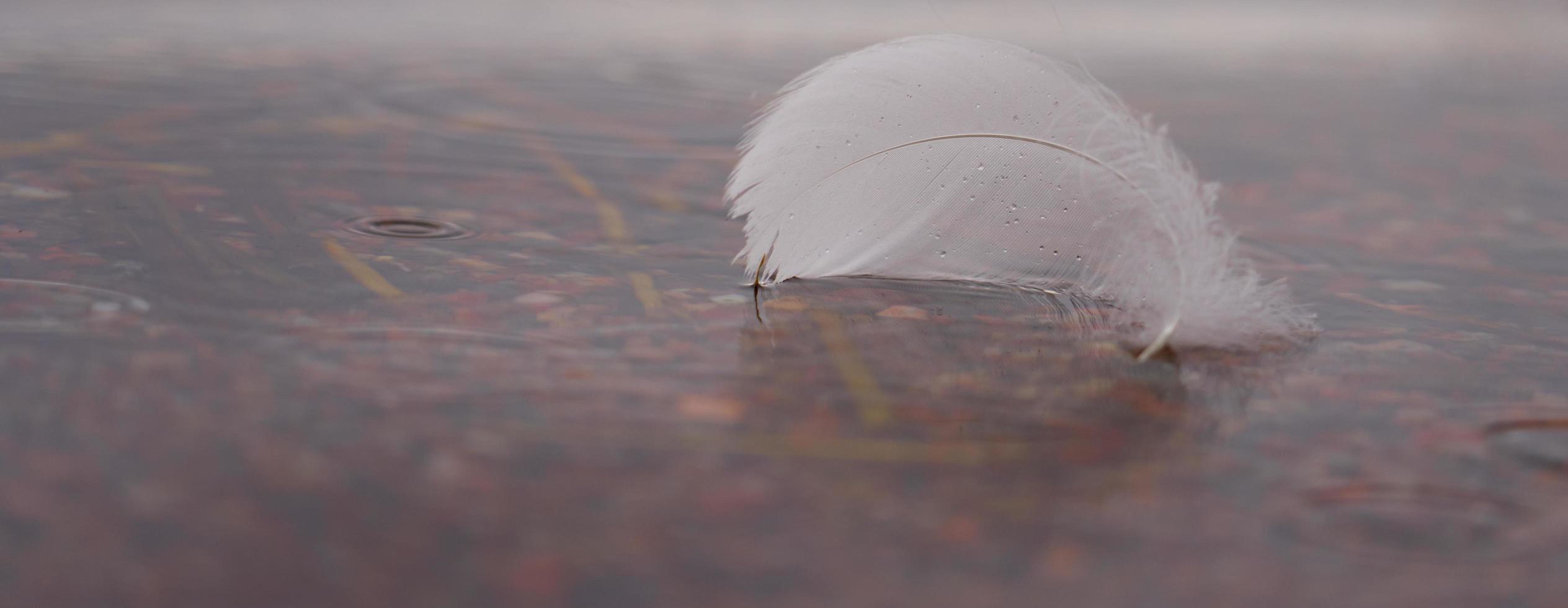 White swan feather in the water with space for text photo