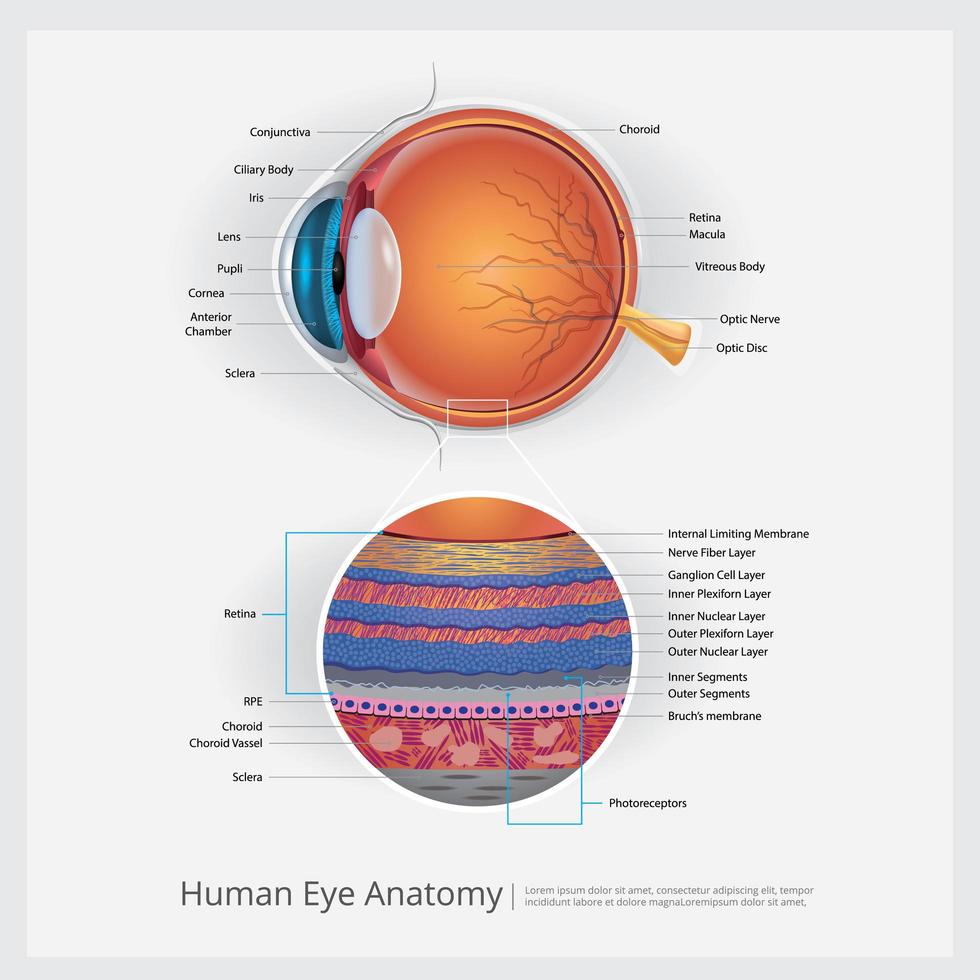 Anatomía del ojo humano y la ilustración de vector de lente normal