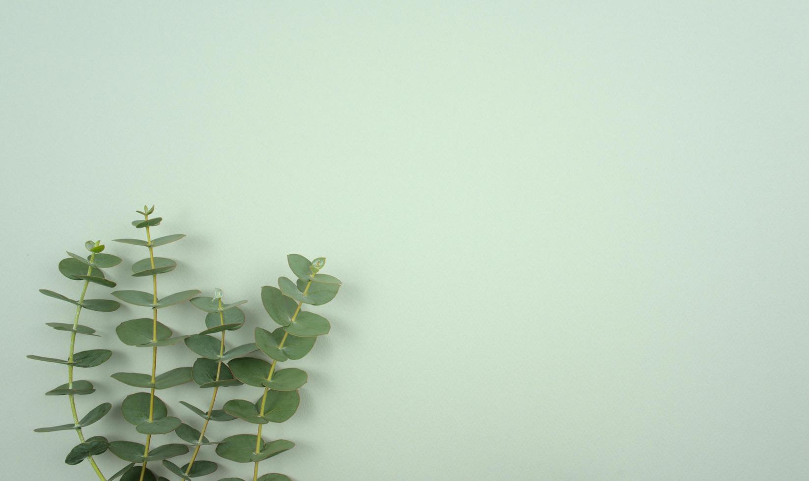 Eucalyptus leaves stalk flat lay off center composition on soft neutral pastel green background photo