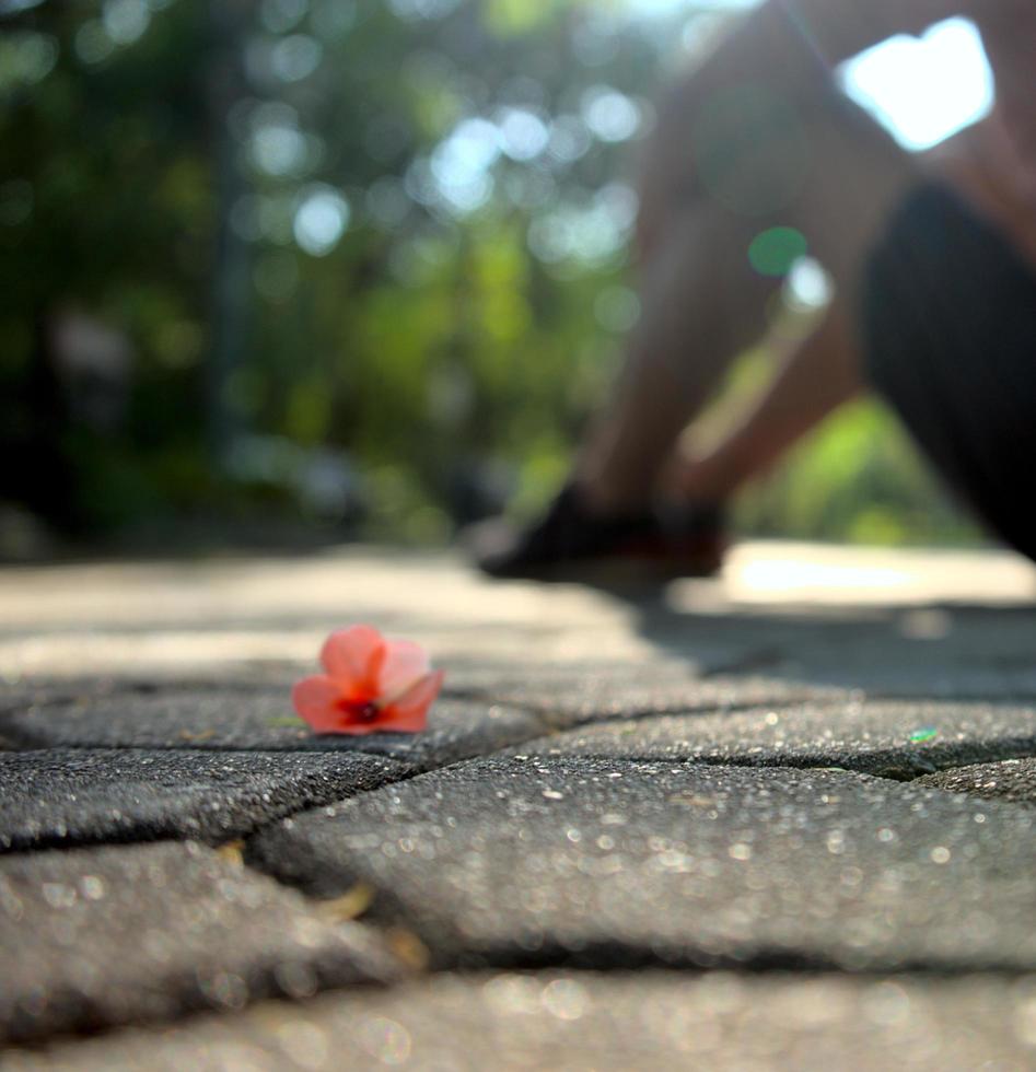 Borrosa de flor sobre el pavimento en el parque y la persona sentada junto a ella con fondo abstracto de textura bokeh foto