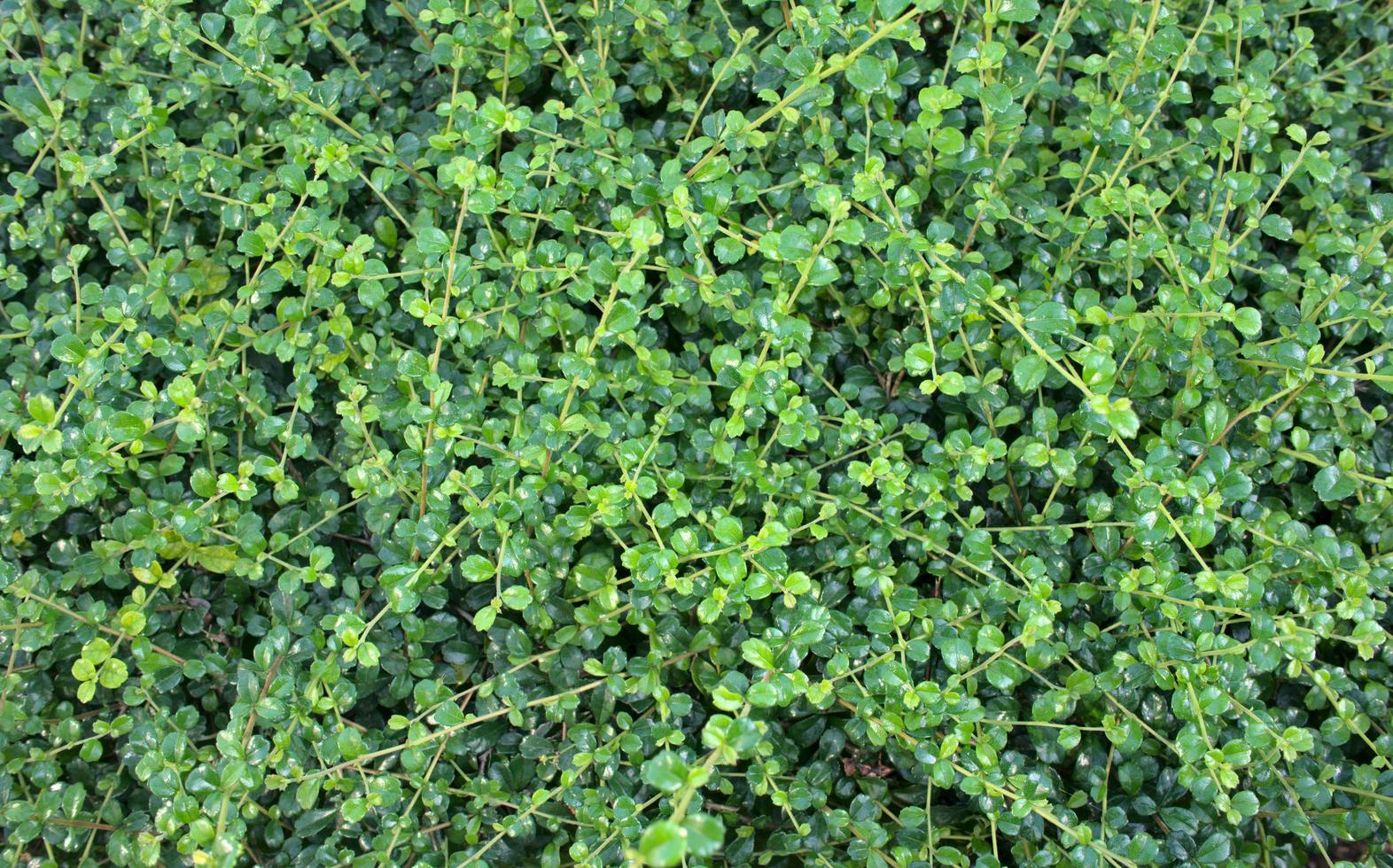 Natural green leaves background baby treetop photo