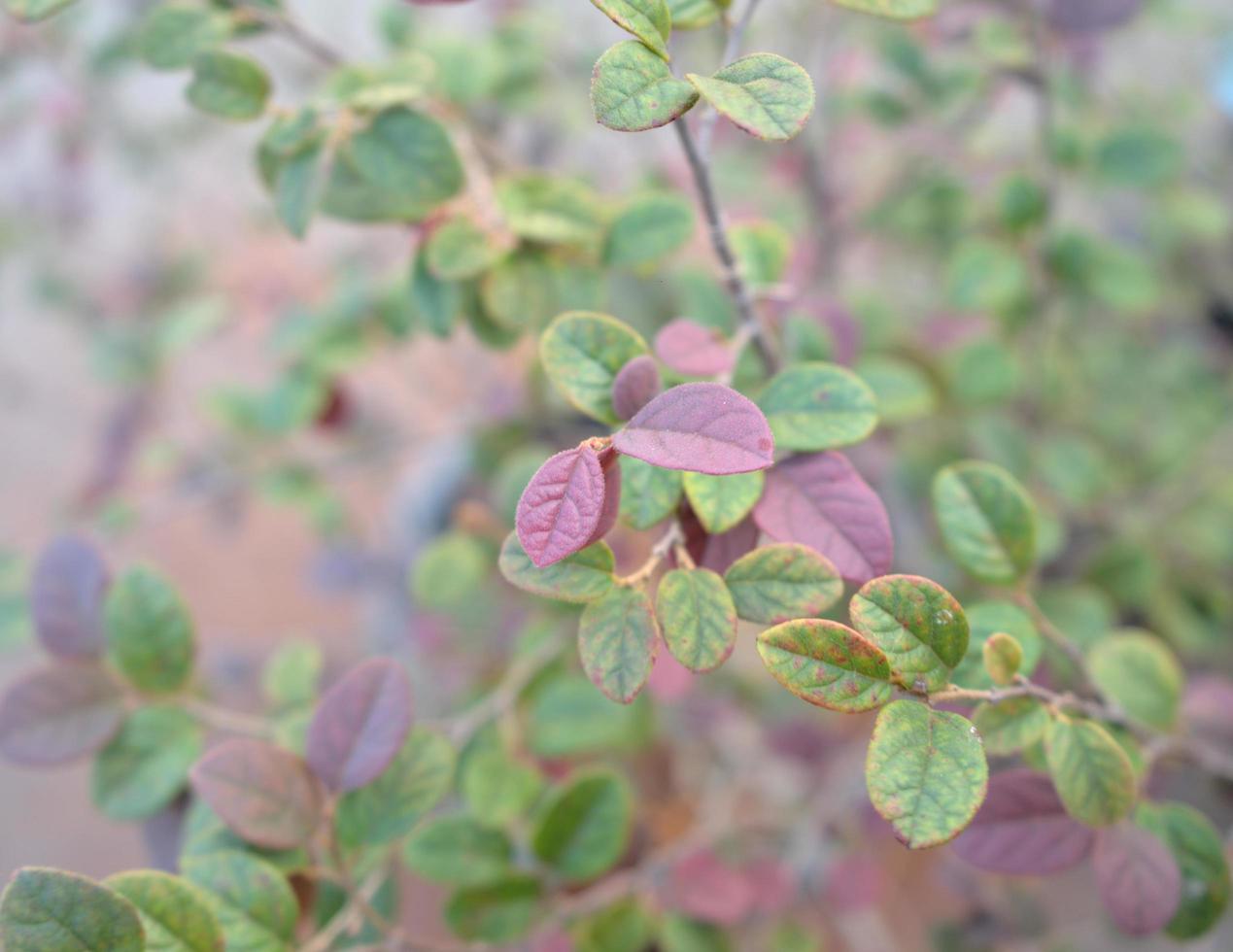 Natural leaf texture background photo