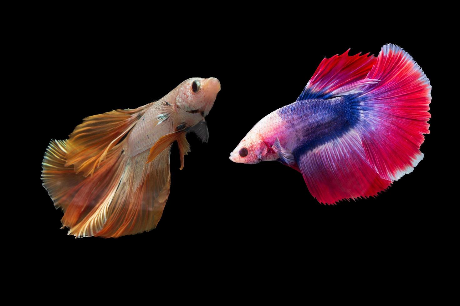 Siam betta fish with beautiful colors on a black background photo