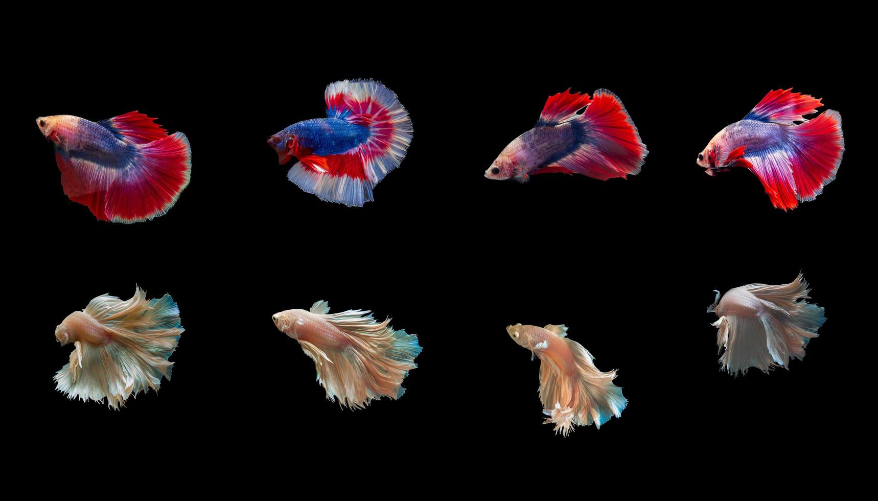 Siam betta fish with beautiful colors on a black background photo