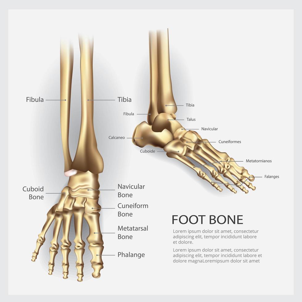 Human Anatomy Foot Bone Vector Illustration