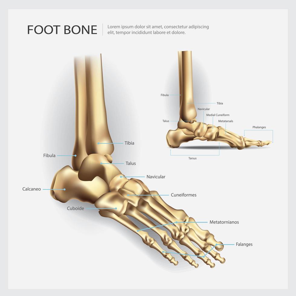 Ilustración de vector de hueso de pie de anatomía humana