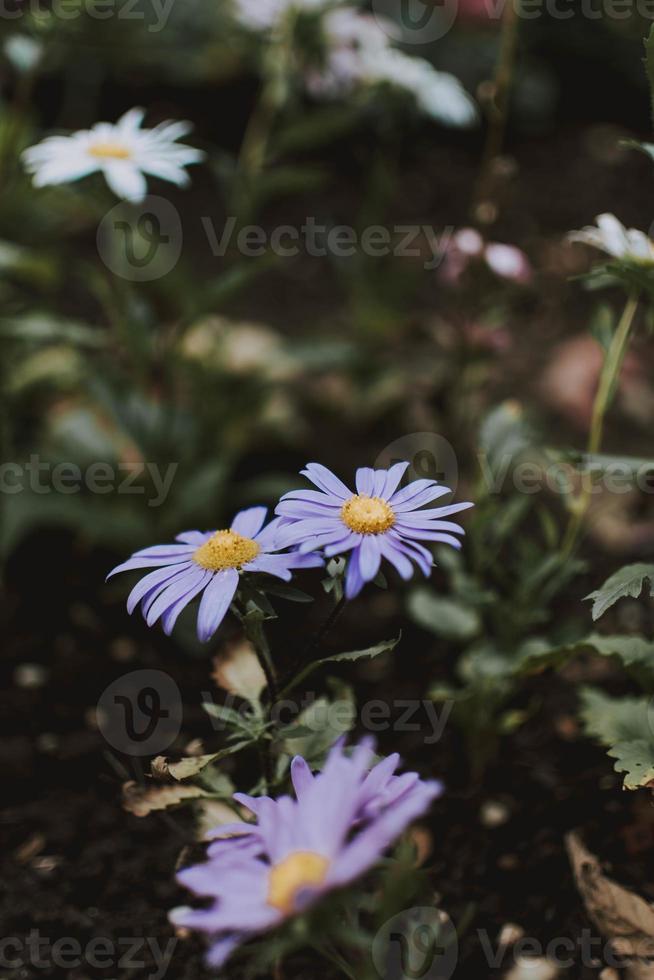 white and purple petaled flower photo