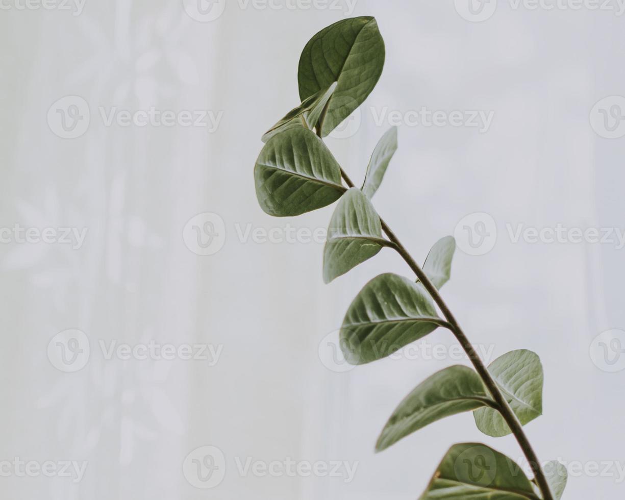 planta de hojas verdes foto