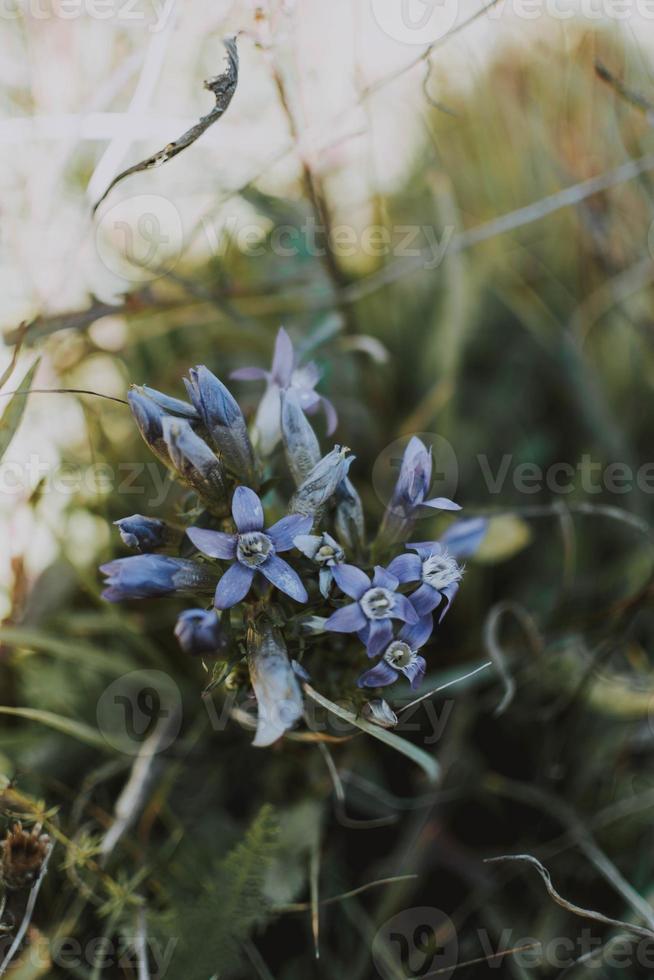 purple and white petaled flower photo