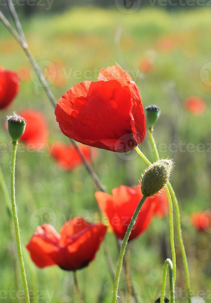 Red in the field photo