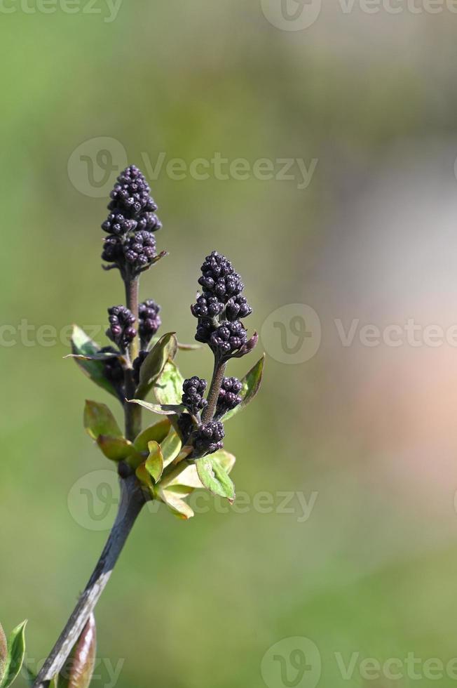 en primavera los olivos se preparan para florecer foto