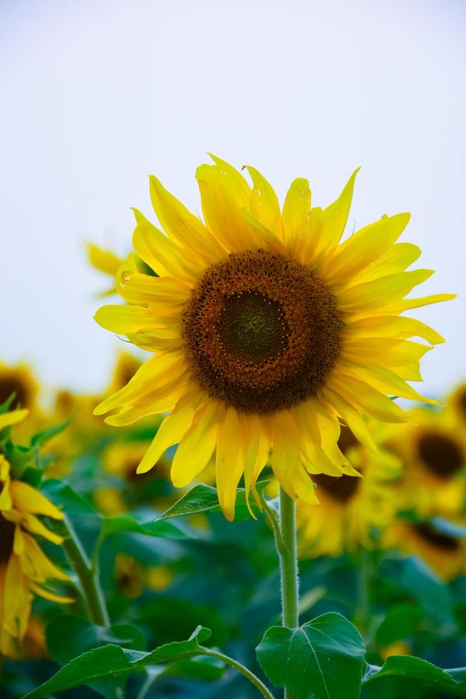 Beautiful sunflower with green leaves photo