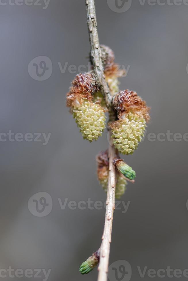 Conos de polen jóvenes de alerce en primavera foto