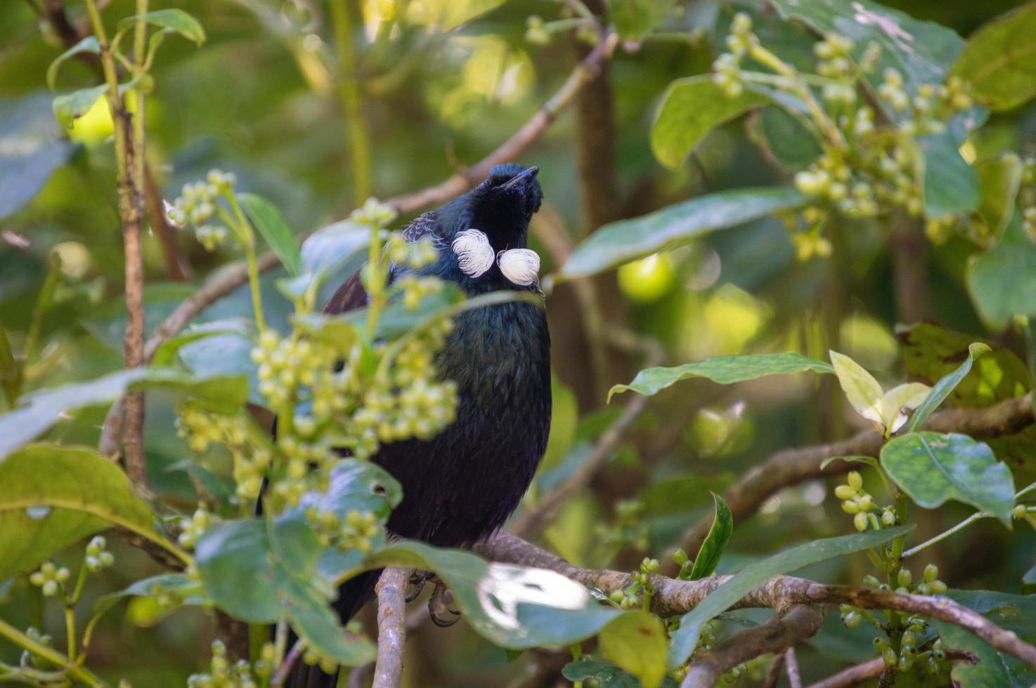 Tui bird in New Zealand photo