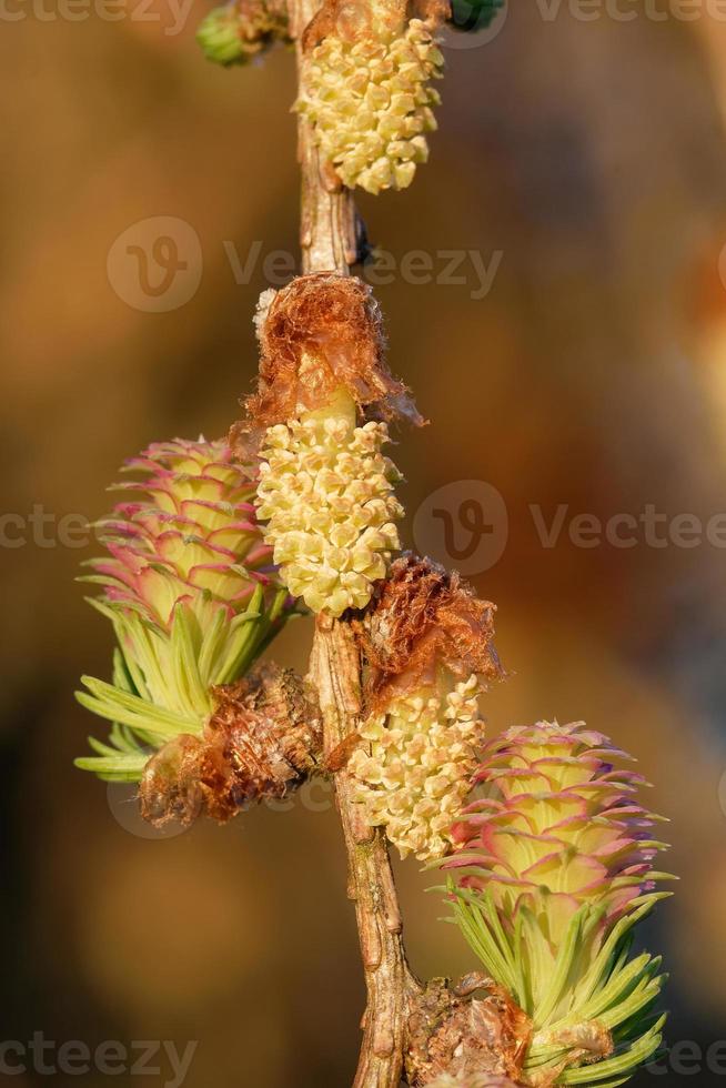 Young ovulate and pollen cones of larch tree in spring photo