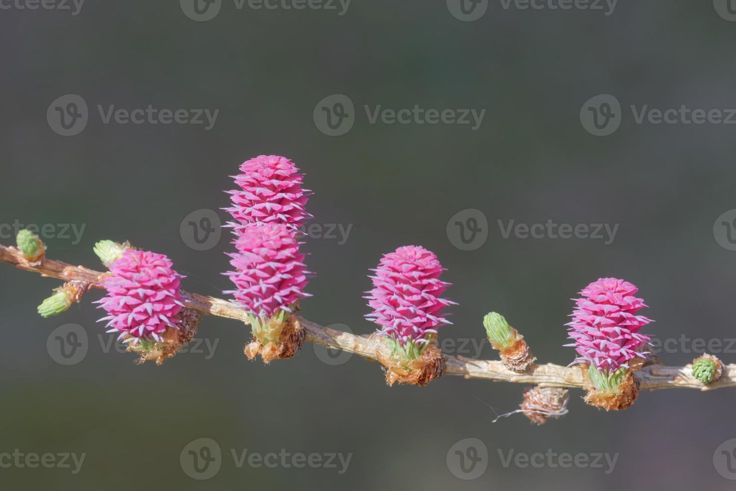 ovulación joven y conos de polen de alerce en primavera foto